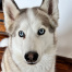 {petName}, a White Siberian Husky Dog
