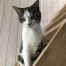 Gijs