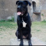 Livia