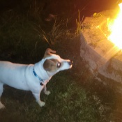 Marshmellow, a Brown/White Jack Russel Dog