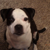 BEANS, a BLK/WHiTE BULLDOG X Dog