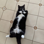 Dahlia, a Black, White Tuxedo Cat