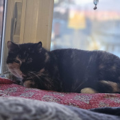 Teriyaki, a Black, Tan, White Domestic Shorthair Cat
