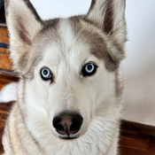 Baal, a White Siberian Husky Dog