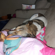 Buddy, a White with brown patches Border Collie Dog