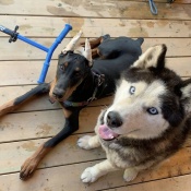 OAKLEY, a BLK/WHT HUSKY Dog