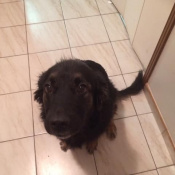 Macy, a Black brown Collie shepherd mix Dog