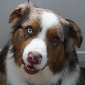 Chief, a Red Merle Australian Shepherd Dog