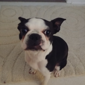 Phoebe, a Black/white Boston Terrier Dog