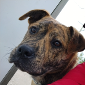 Snupe, a Dark-brown, Black, Brown, Tan, Light-brown Mix Dog