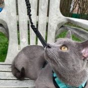 Floyd, a Dark-gray Domestic Shorthair Cat