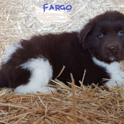 Fargo, a Dark-brown, White Landseer Dog