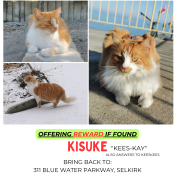 Kisuke, a Orange, White Breed Unknown Cat