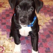 Rocky, a Black, White American Bulldog Mix Dog