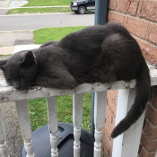 Smokie, a Dark-gray, Light-gray Russian Blue Cat