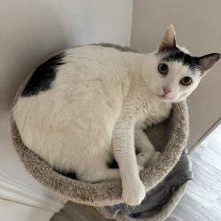 {petName}, a White, Black American Shorthair Cat