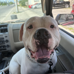 {petName}, a White Scott and Johnston bulldog Dog