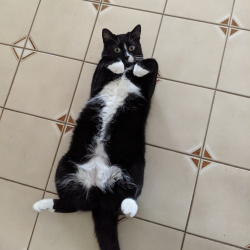 {petName}, a Black, White Tuxedo Cat