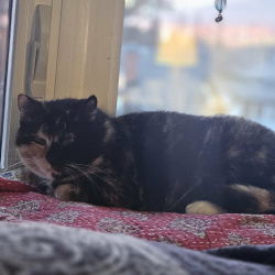 {petName}, a Black, Tan, White Domestic Shorthair Cat