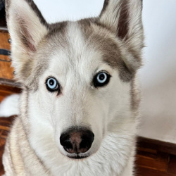 {petName}, a White Siberian Husky Dog