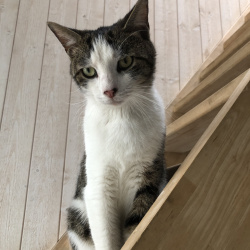 {petName}, a White, Grey Domestic Shorthair Cat