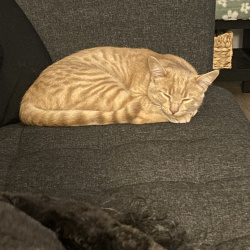 {petName}, a Orange Peach coloured tabby Cat