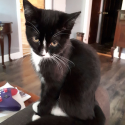 {petName}, a Black, White Tuxedo Cat