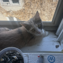 {petName}, a White, Black, Apricot, Orange Breed Unknown Cat