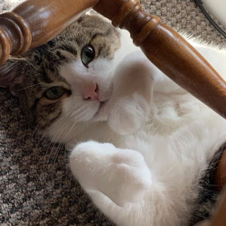 {petName}, a White, Light-grey, Dark-grey, Brown, Black Tabby Cat