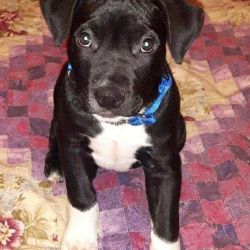{petName}, a Black & White American bull dog mix Dog