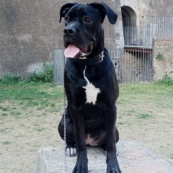 {petName}, a Black, White Purebred Cané Corso  Dog