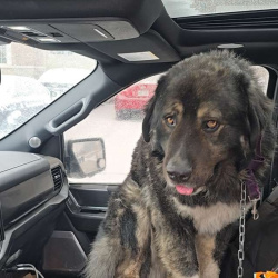 {petName}, a Dark-grey, Black, Tan, White Caucasian Sheppard  Dog