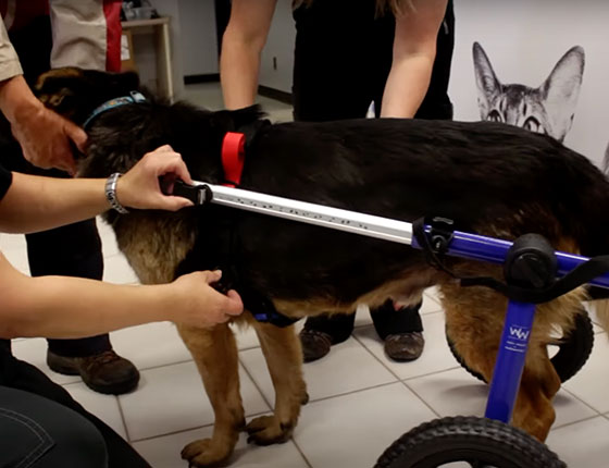 Marshall the dog in his wheelchair